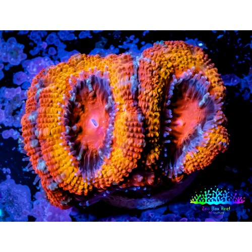 ARKA TAMPON KÖŞE REFLEKTÖR. W906. SOL.