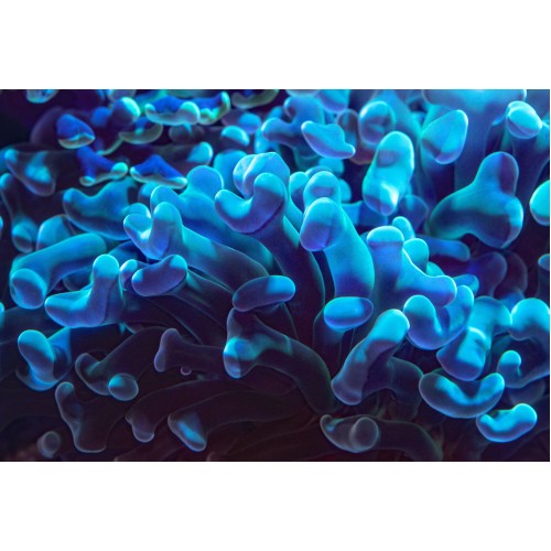 ARKA FREN BALATASI. W190-217-222.