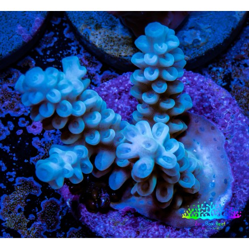 ARKA VİRAJ LASTİĞİ W904