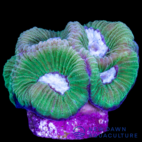 ARKA HELEZON YAYI. W210.