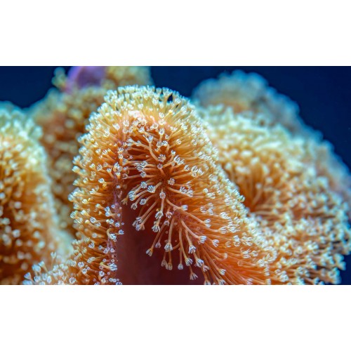 BUJİ KABLO TM.TK. PASSAT 1.8 ADR APT