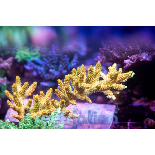 ARKA FREN DİSKİ. ' A6 05>