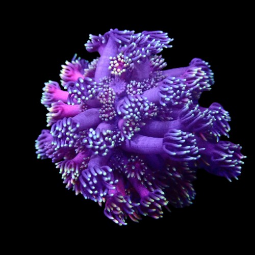 AKS KAFASI ÖN A4/A5/A6/A7/Q5/CNHA/CGLC/CMGB/CAHB 2.0 TDI 12>