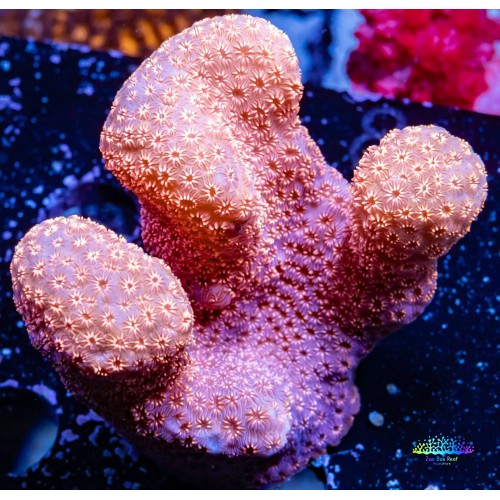 ARKA VİRAJ LASTİĞİ W901 W902 W903 W904 W906