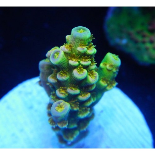 BAGAJ AMORTİSÖRÜ POLO 01>09