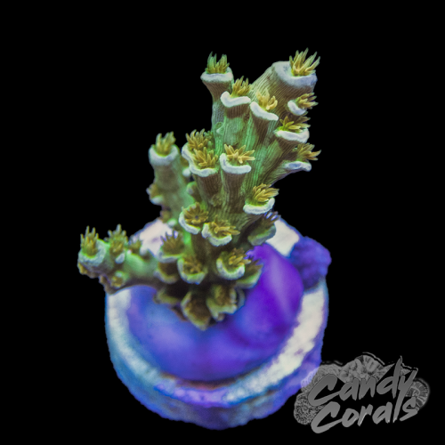 DENGE KOLU ARKA ALT ARKA