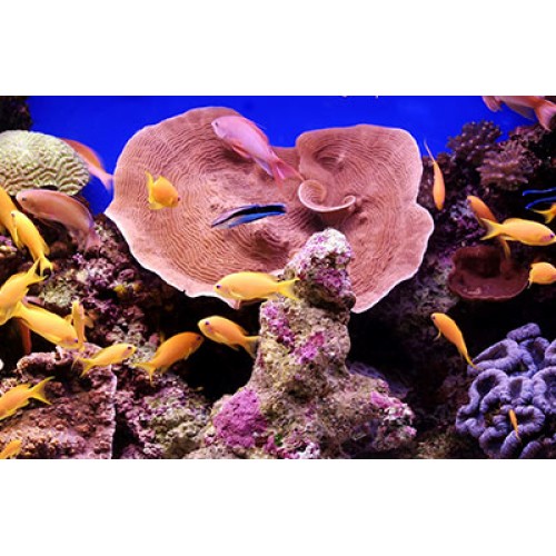 AKS KOMPLE T6 2,0 TDI SAĞ