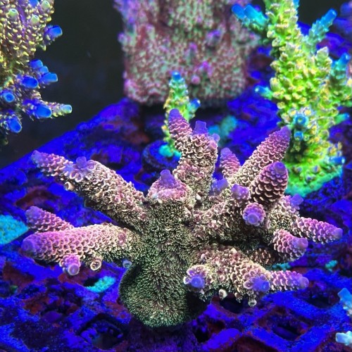 BUJİ KABLO TM.TK. W210-163-170. KOMPRESÖR. 2 KABLO.