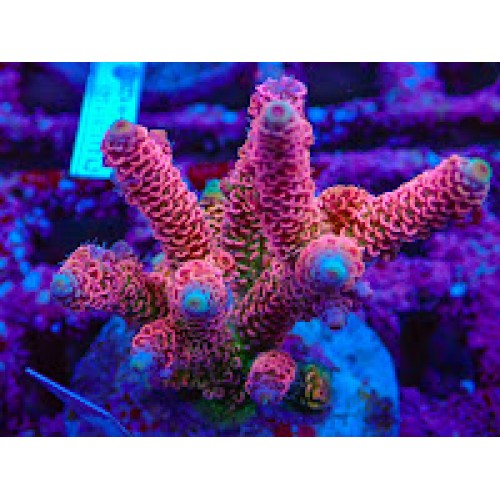 ARKA FREN DİSKİ. W124-201-202.