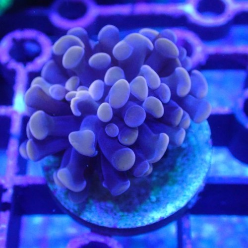 DENGE KOLU ARKA SAĞ ÖN