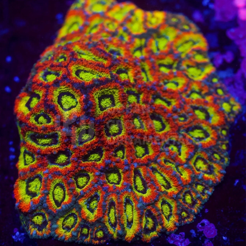 ARKA FREN DİSKİ. TOUAREG Q7 03>08