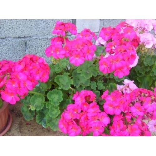 ŞANZIMAN FİLTRESİ KİT Q7/TOUAREG 05>10