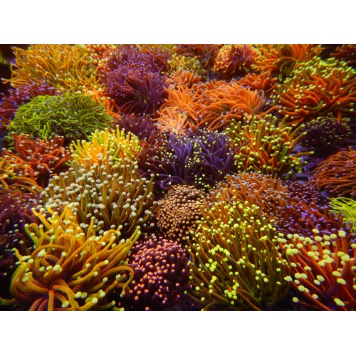 TERMOSTAT 95℃ M43-E36