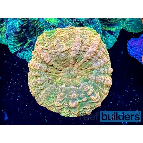 ARKA VİRAJ LASTİĞİ W209 W203