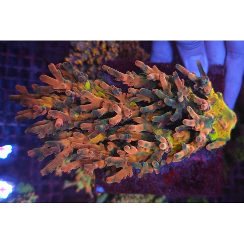 VİRAJ DEMİR LASTİĞİ E53