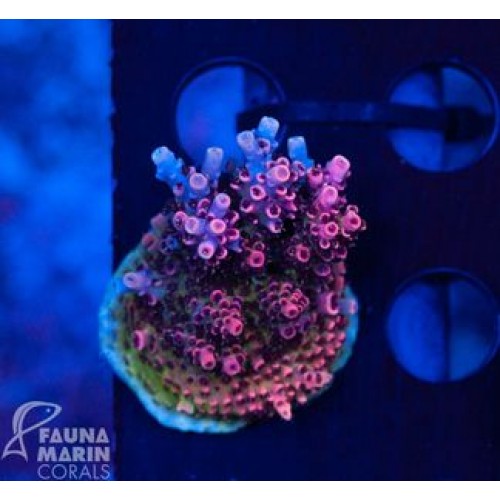 AKS KAFASI İÇ T5 2,5 SOL