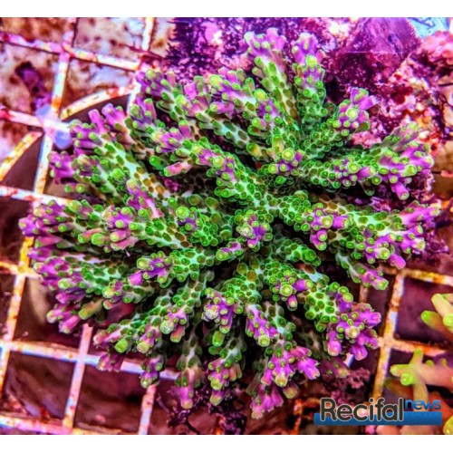 VİRAJ DEMİR LASTİĞİ