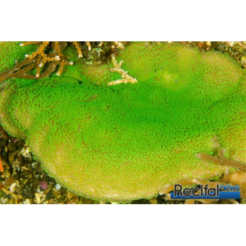 VİRAJ DEMİR LASTİĞİ T5