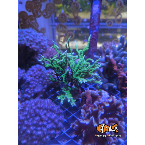 DENGE KOLU ARKA SAĞ ÖN