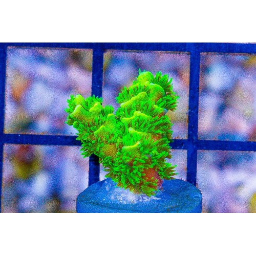 YAKIT GERİ DÖNÜŞ HORTUMU. M646. W639.