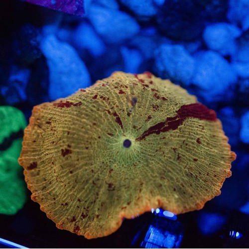 AKS KAFASI İÇ T5 1,9