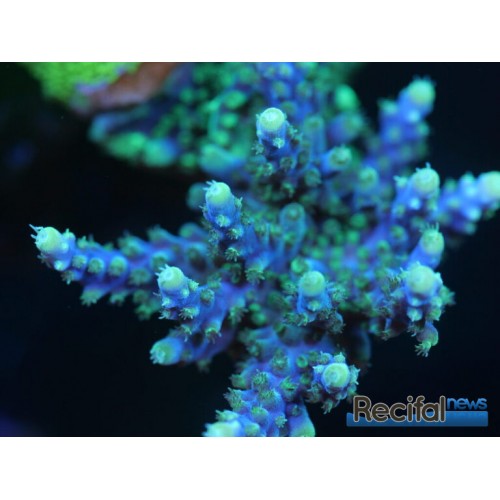 VİRAJ DEMİR KELEPÇESİ SOL W208