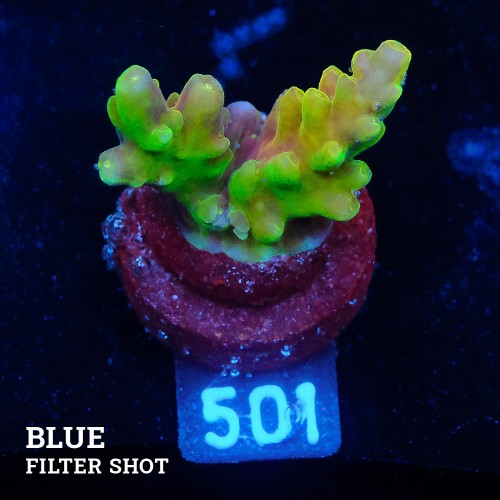 DENGE KOLU ARKA ALT ÖN