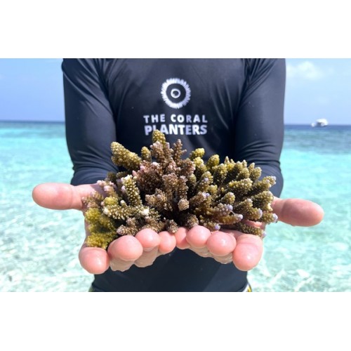 BUJİ KABLO TM.TK. POLO 1.6 AEE